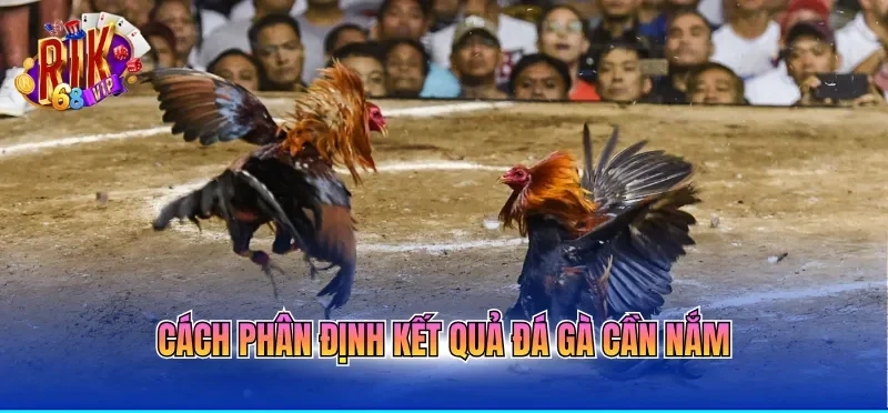 Đá Gà Trực Tiếp Hôm Nay Với Nhiều Pha Gà Đá Mãn Nhãn 3 Cách phân định kết quả đá gà cần nắm