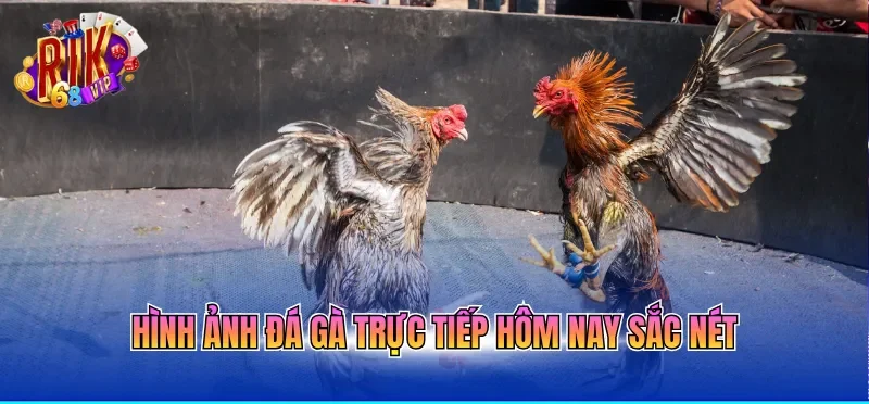 Đá Gà Trực Tiếp Hôm Nay Với Nhiều Pha Gà Đá Mãn Nhãn 1 Hình ảnh đá gà trực tiếp hôm nay sắc nét
