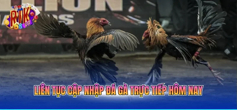 Đá Gà Trực Tiếp Hôm Nay Với Nhiều Pha Gà Đá Mãn Nhãn 4 Liên tục cập nhập đá gà trực tiếp hôm nay