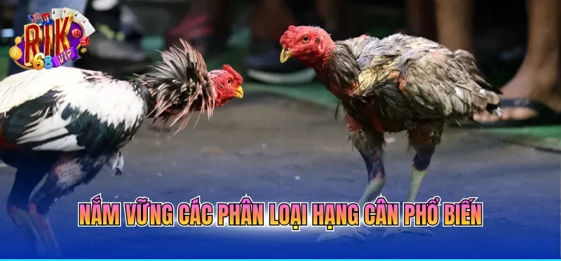 Đá Gà Trực Tiếp Hôm Nay Với Nhiều Pha Gà Đá Mãn Nhãn 2 Nắm vững các phân loại hạng cân phổ biến